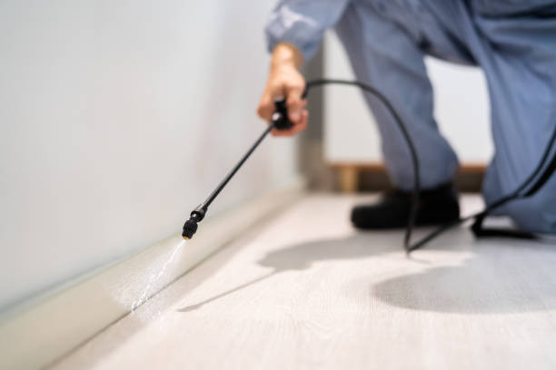 Certified termite inspector examining foundation in Hamilton